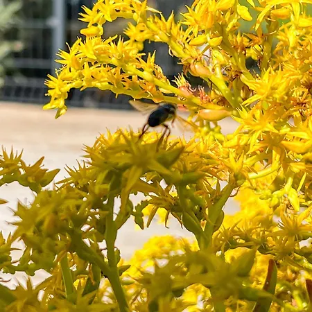 Villa Jardin Des Abeilles - Pool Terrace - By Tgb